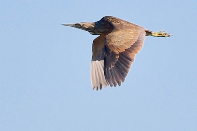 American Bittern - ML299423331