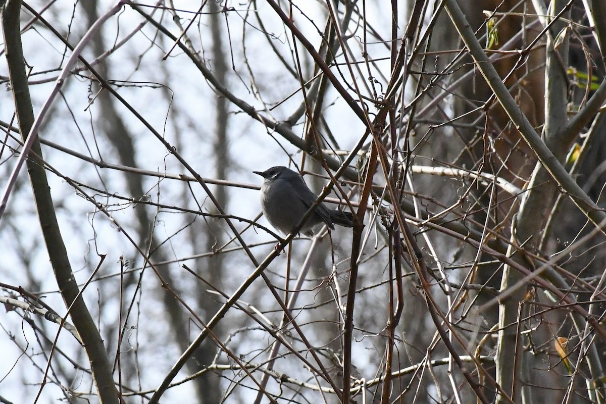 Gray Catbird - ML299423411