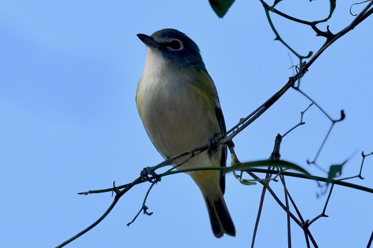 Blue-headed Vireo - barbara segal