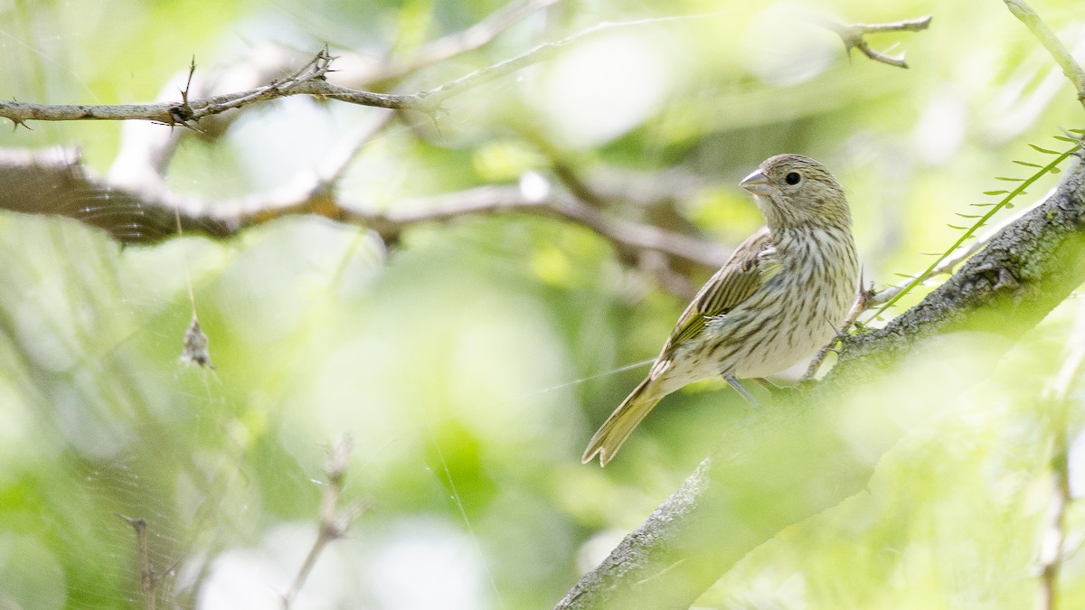 Saffron Finch - ML299425431