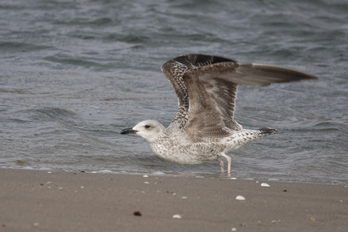 Lesser Black-backed Gull - ML299431291