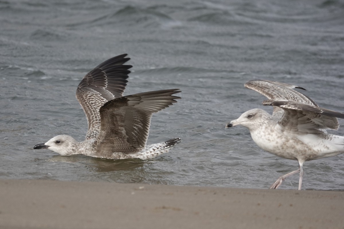 Lesser Black-backed Gull - karen o'hearn