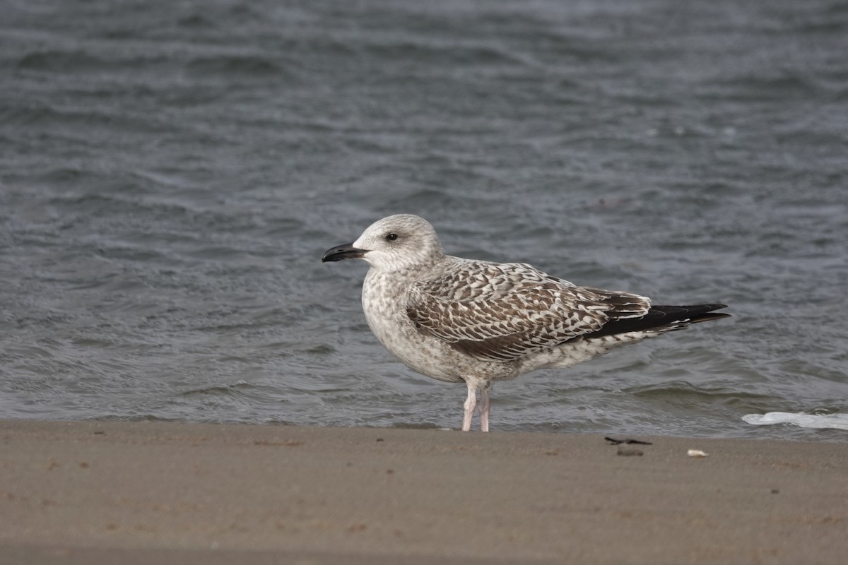 Lesser Black-backed Gull - ML299431321