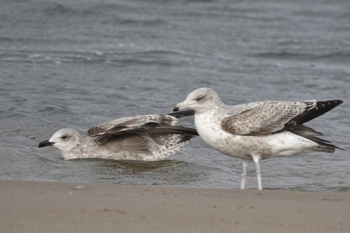 Lesser Black-backed Gull - ML299431331