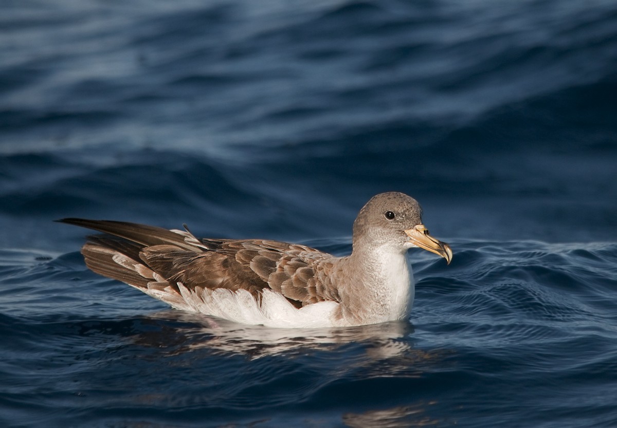 Cory's Shearwater - ML299431791