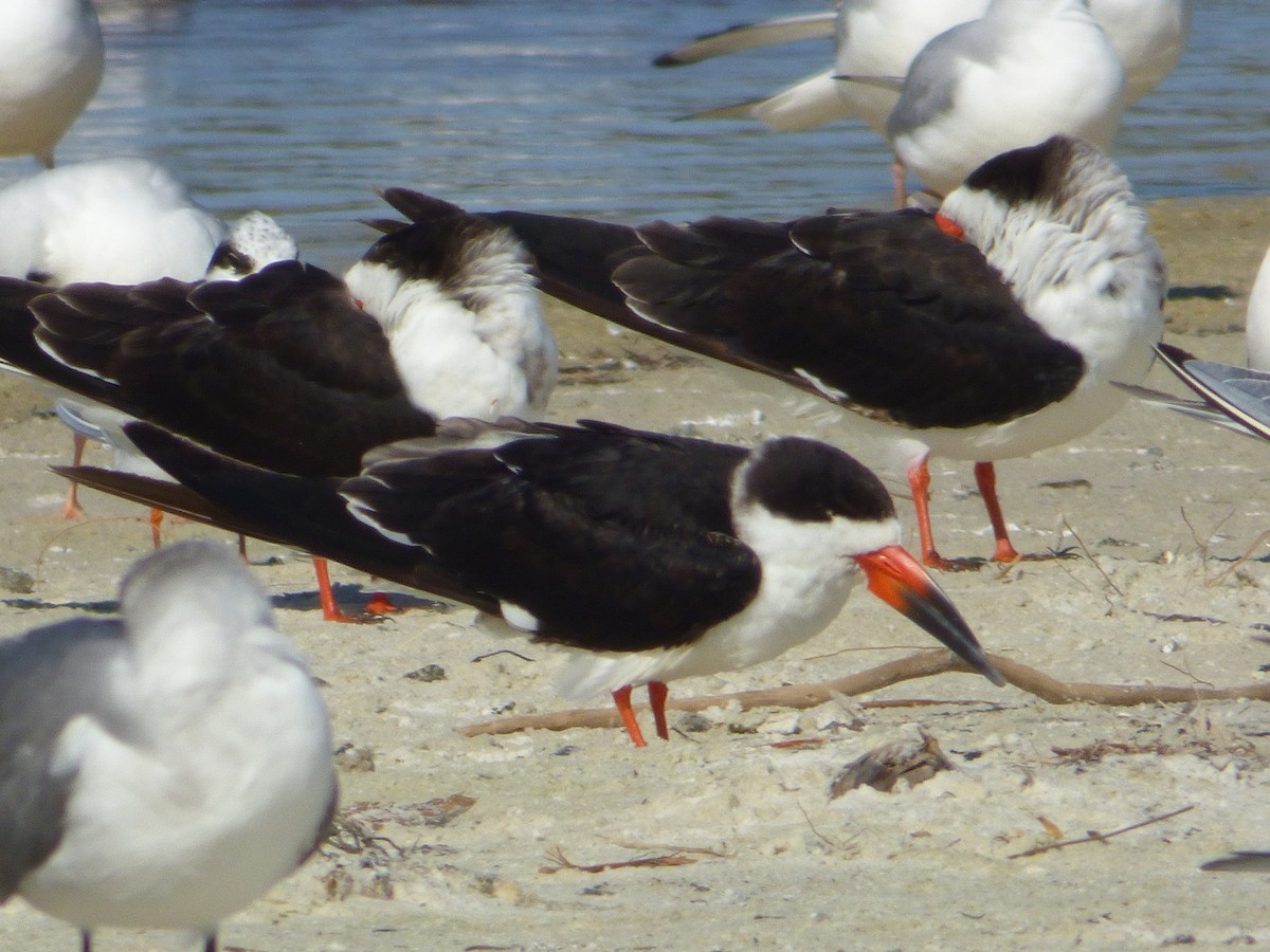 Black Skimmer - ML299432631