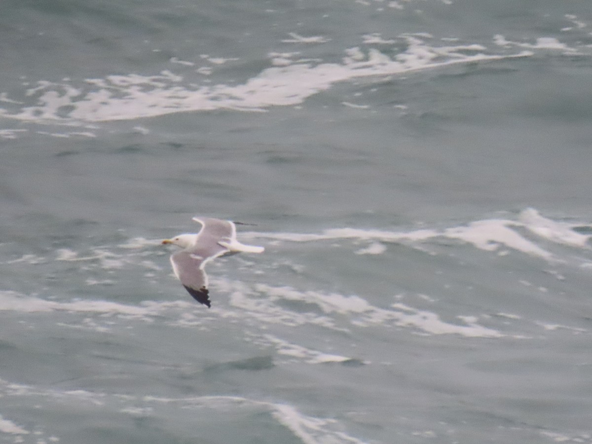 キアシセグロカモメ - ML299433671