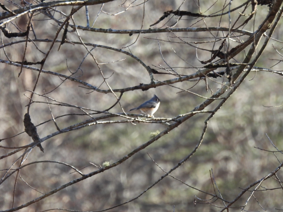 Tufted Titmouse - ML299434771