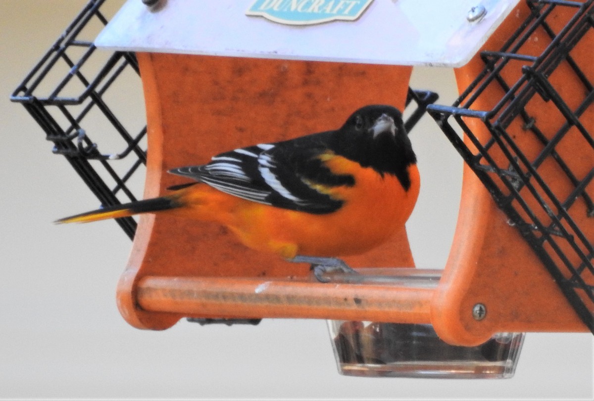 Baltimore Oriole - ML299436451