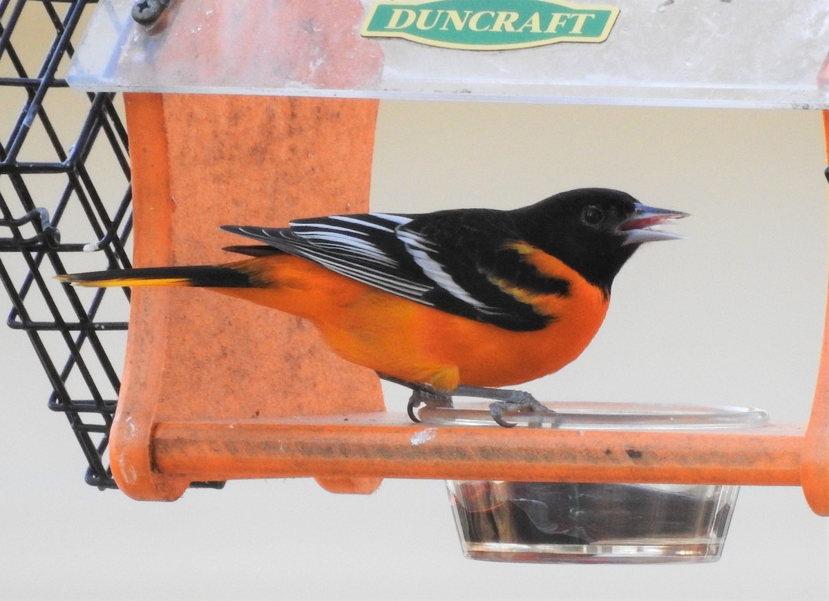 Baltimore Oriole - ML299437431