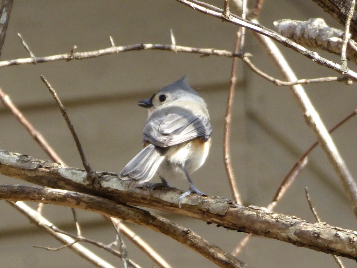 Tufted Titmouse - ML299438481