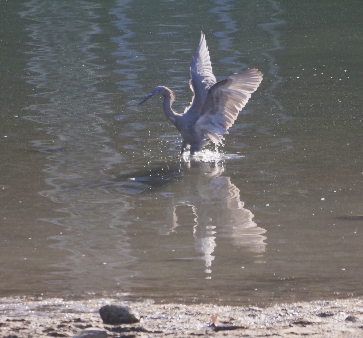 Reddish Egret - ML299438591