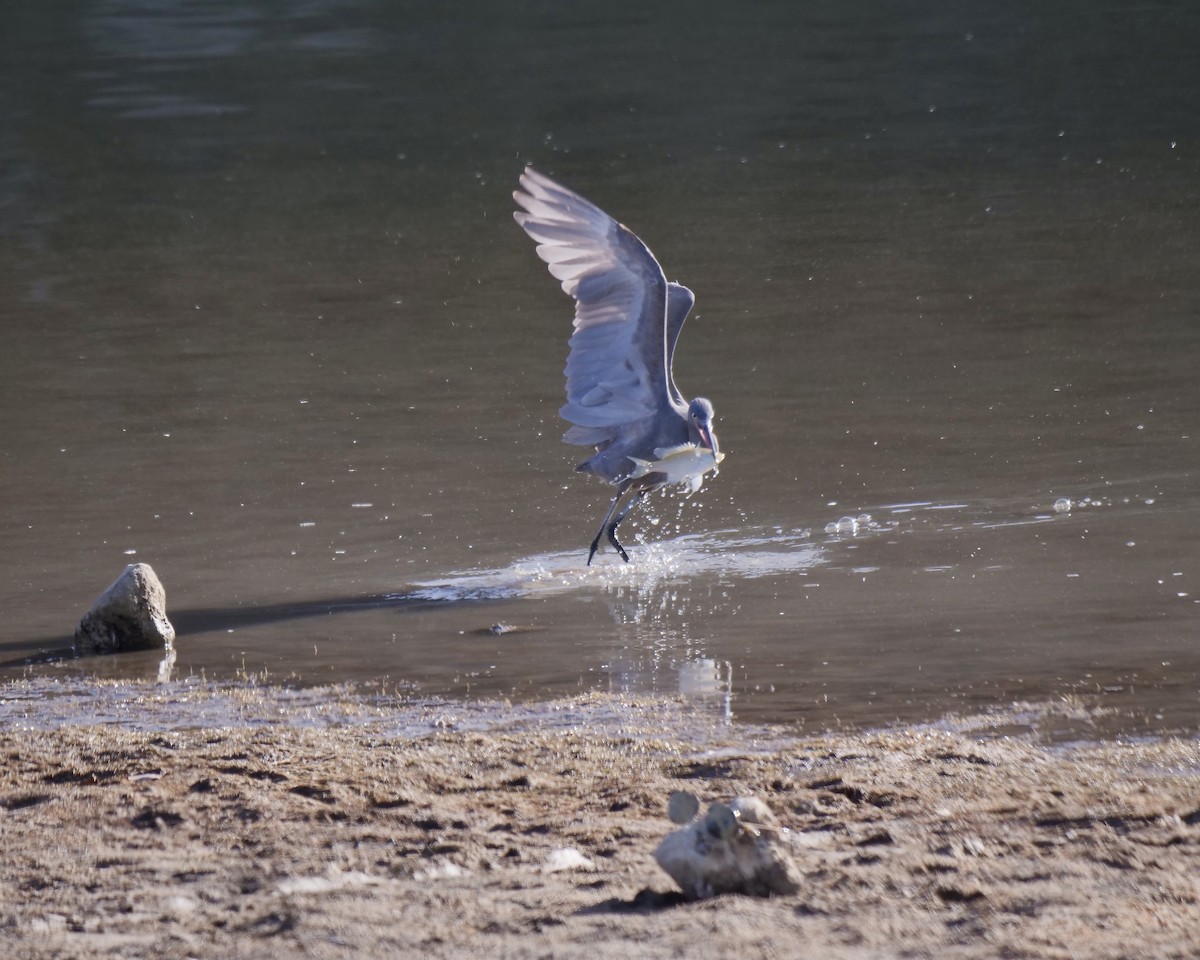 Reddish Egret - ML299438641