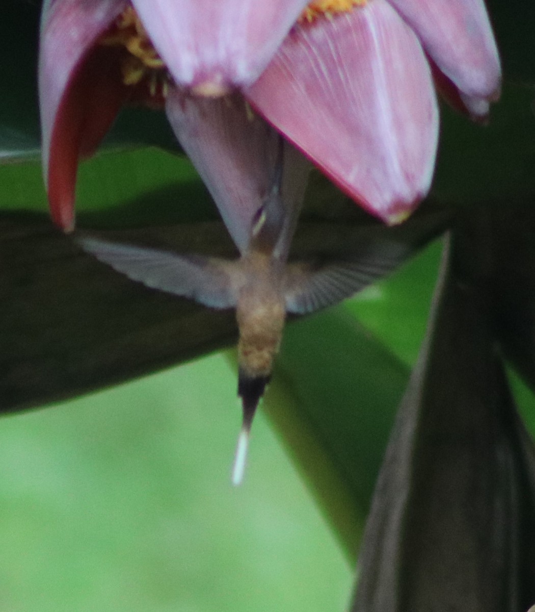 kolibřík tmavolící - ML299439321