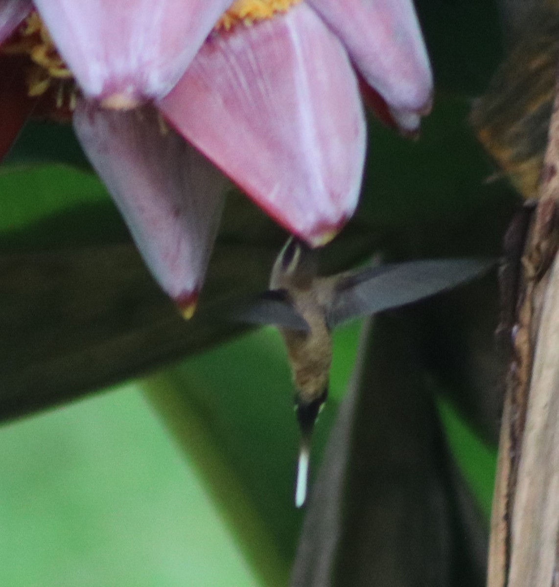 Длинноклювый колибри-отшельник - ML299439331