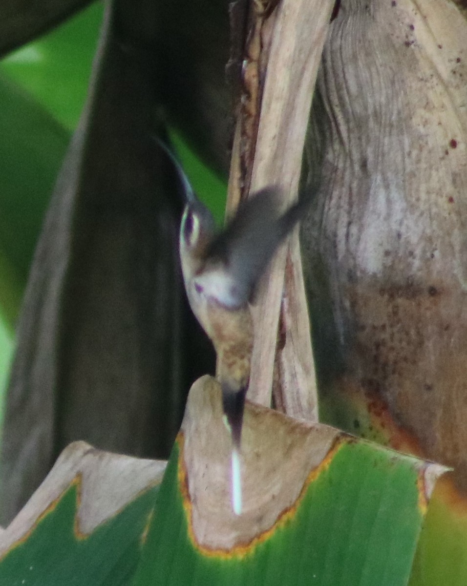Длинноклювый колибри-отшельник - ML299439341