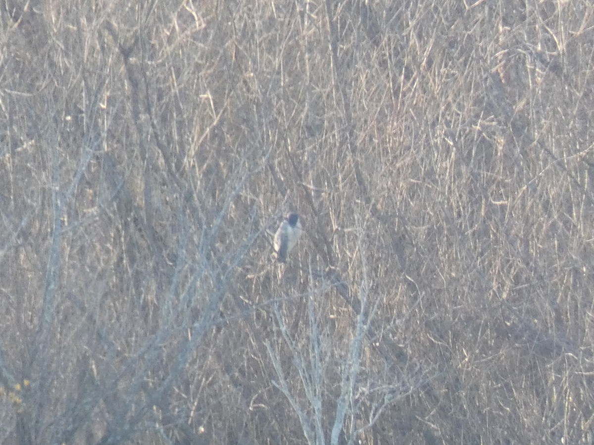 Black-crowned Night Heron - ML299439391