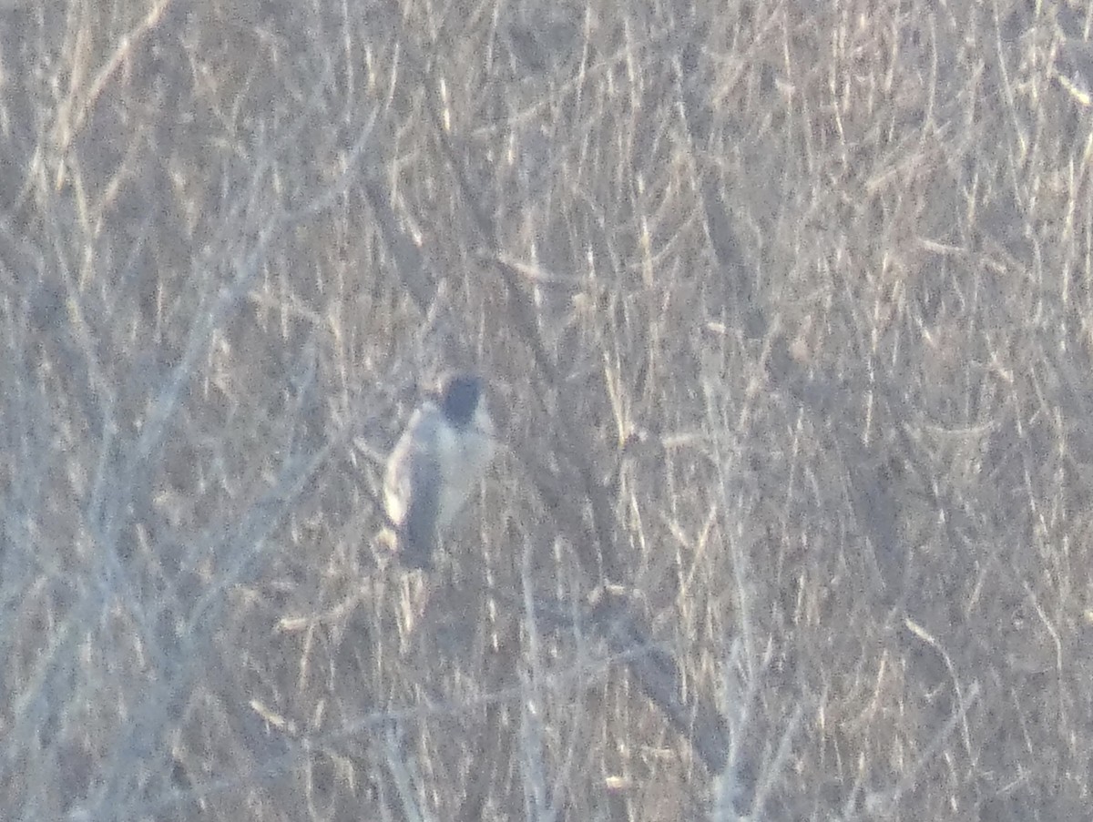 Black-crowned Night Heron - ML299440001