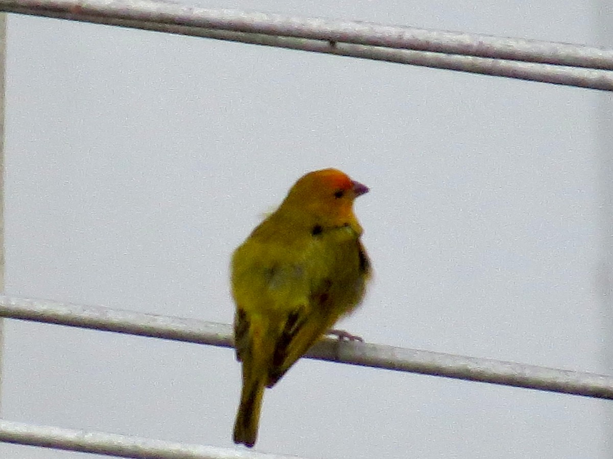 Saffron Finch - ML299440111