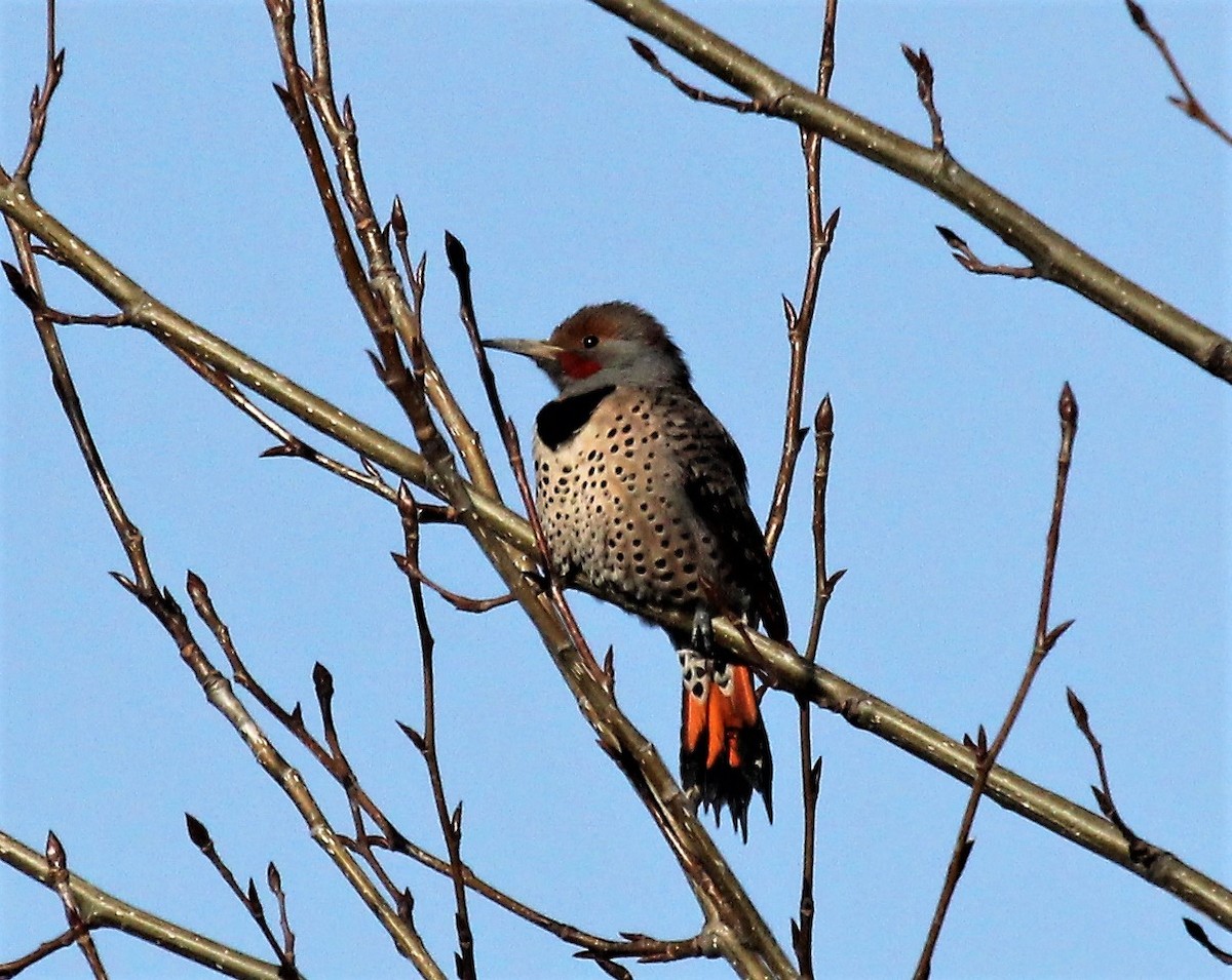 Northern Flicker - Nels Nelson