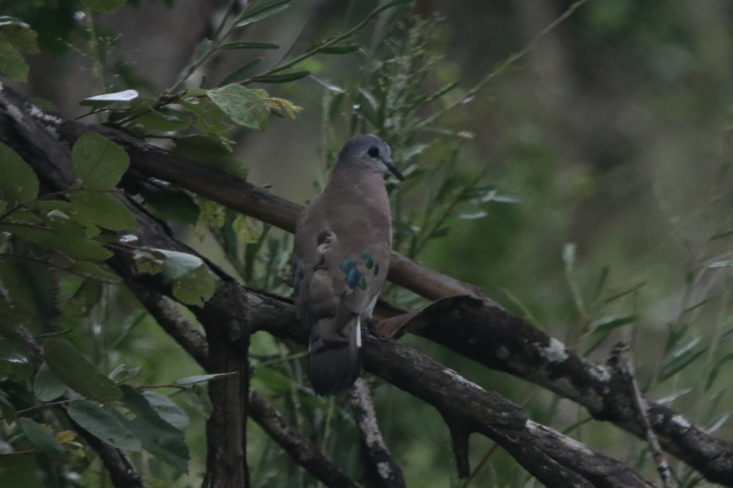 Emerald-spotted Wood-Dove - Vickie Becker