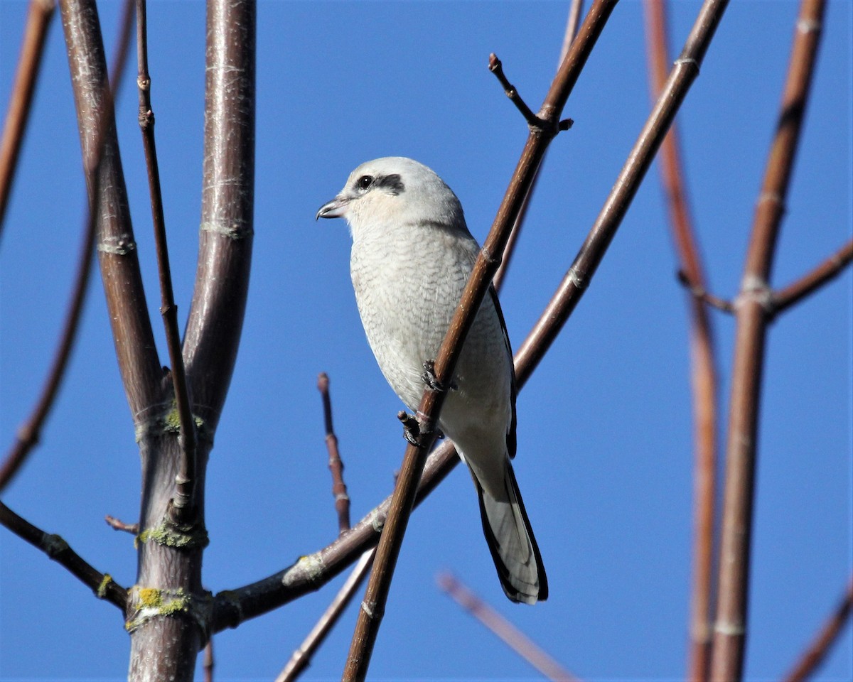 Northern Shrike - ML299441401