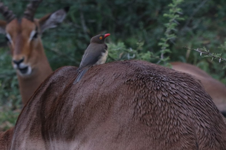 Red-billed Oxpecker - Vickie Becker