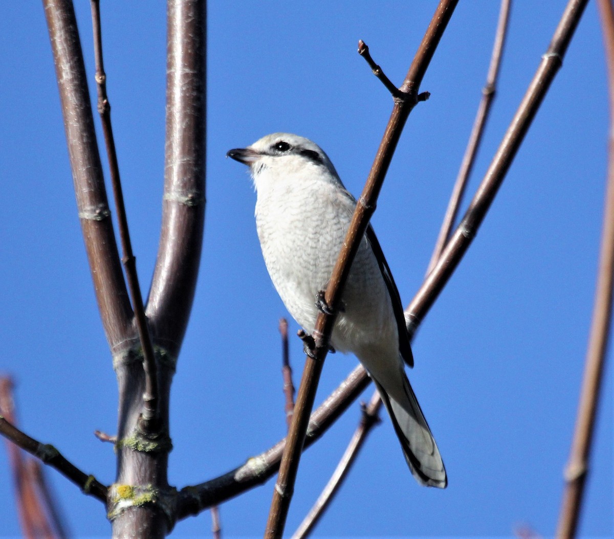 Northern Shrike - Nels Nelson