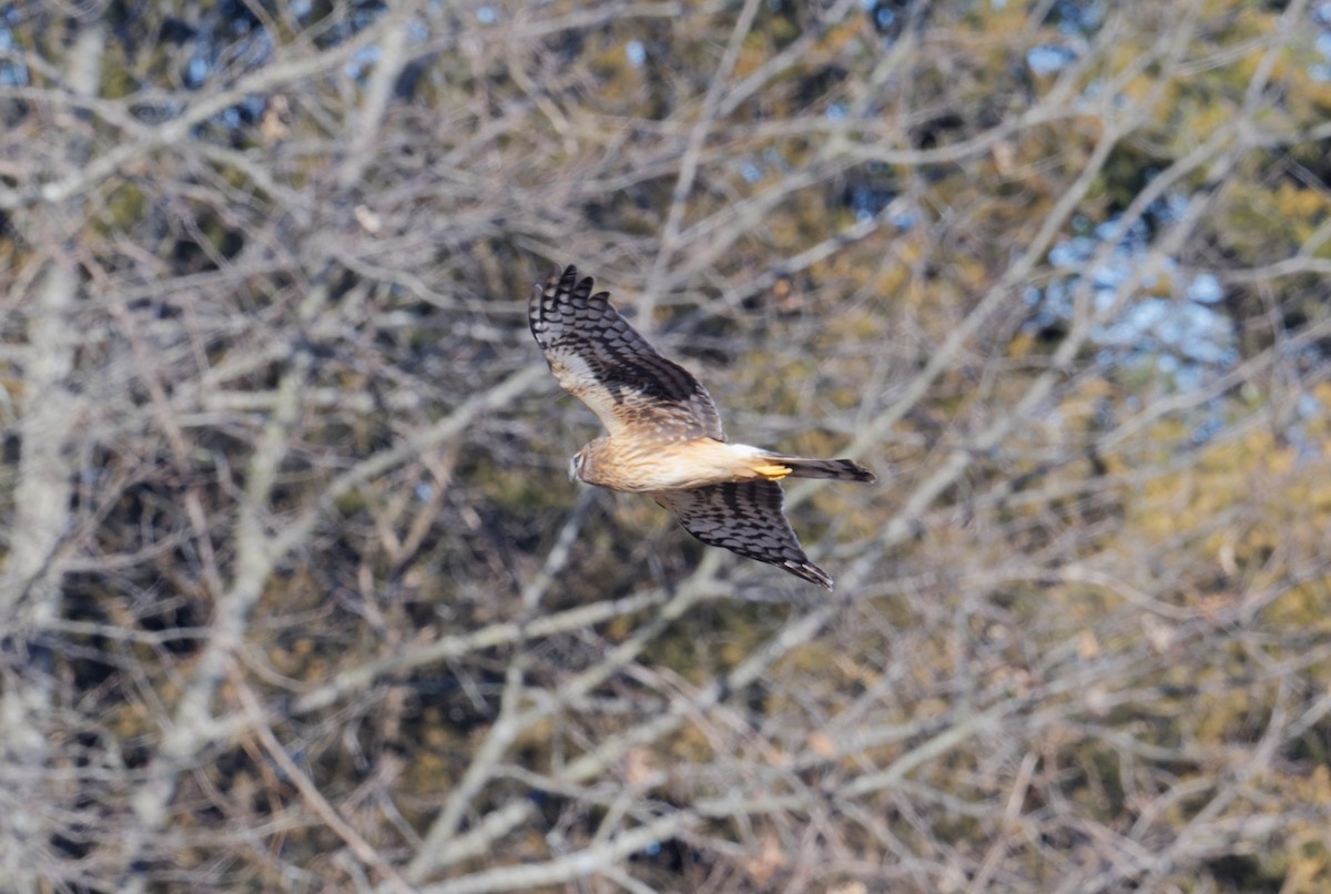 Northern Harrier - Jan  Kool