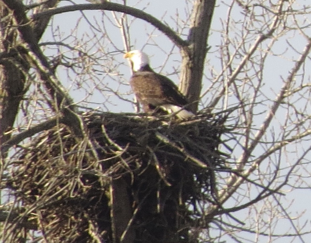 Weißkopf-Seeadler - ML299442791