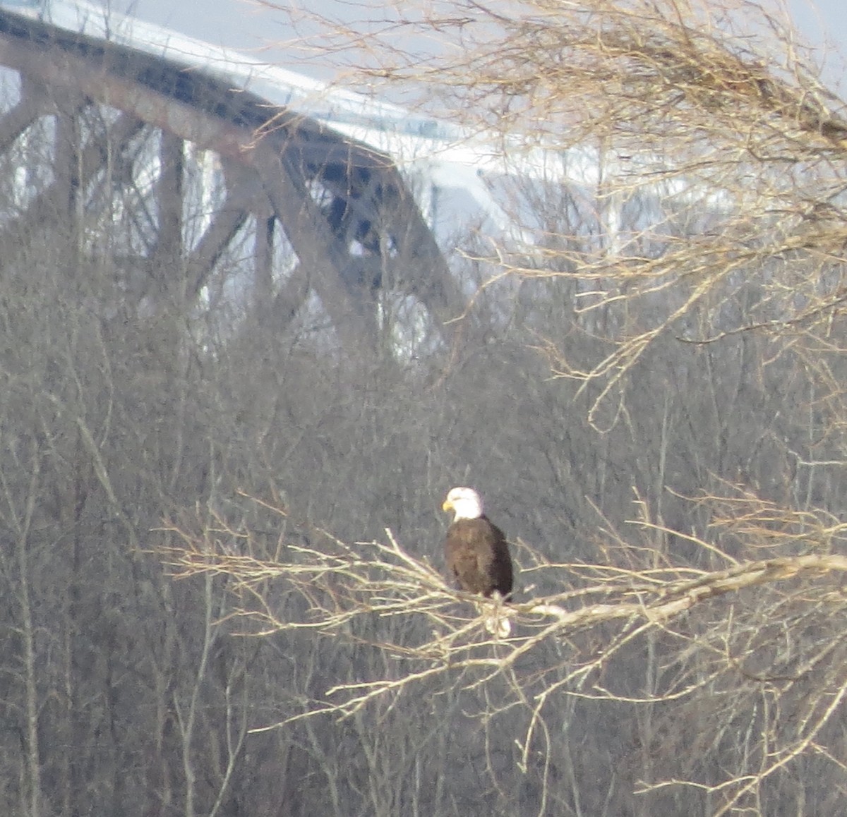 Weißkopf-Seeadler - ML299443331