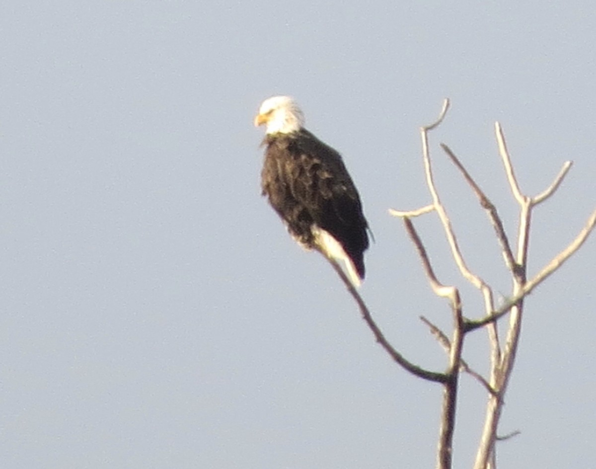 Weißkopf-Seeadler - ML299443571