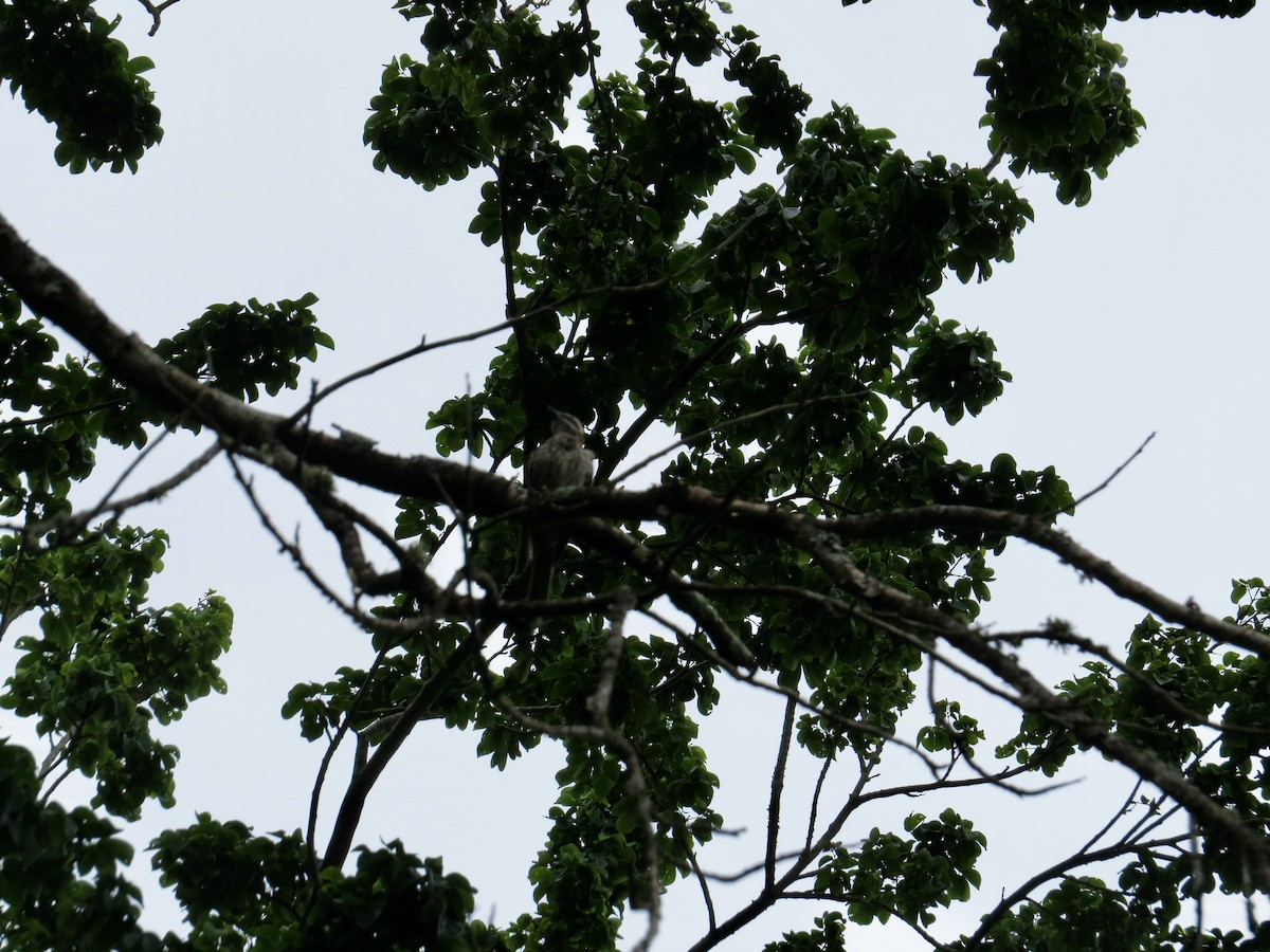 Streaked Flycatcher - Clarisse Odebrecht