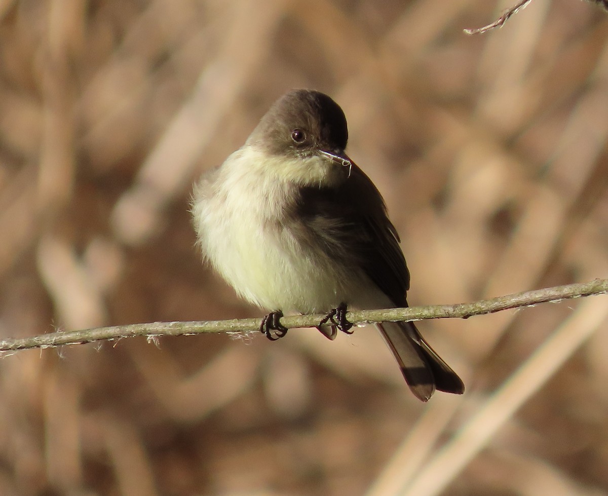 Eastern Phoebe - ML299444561