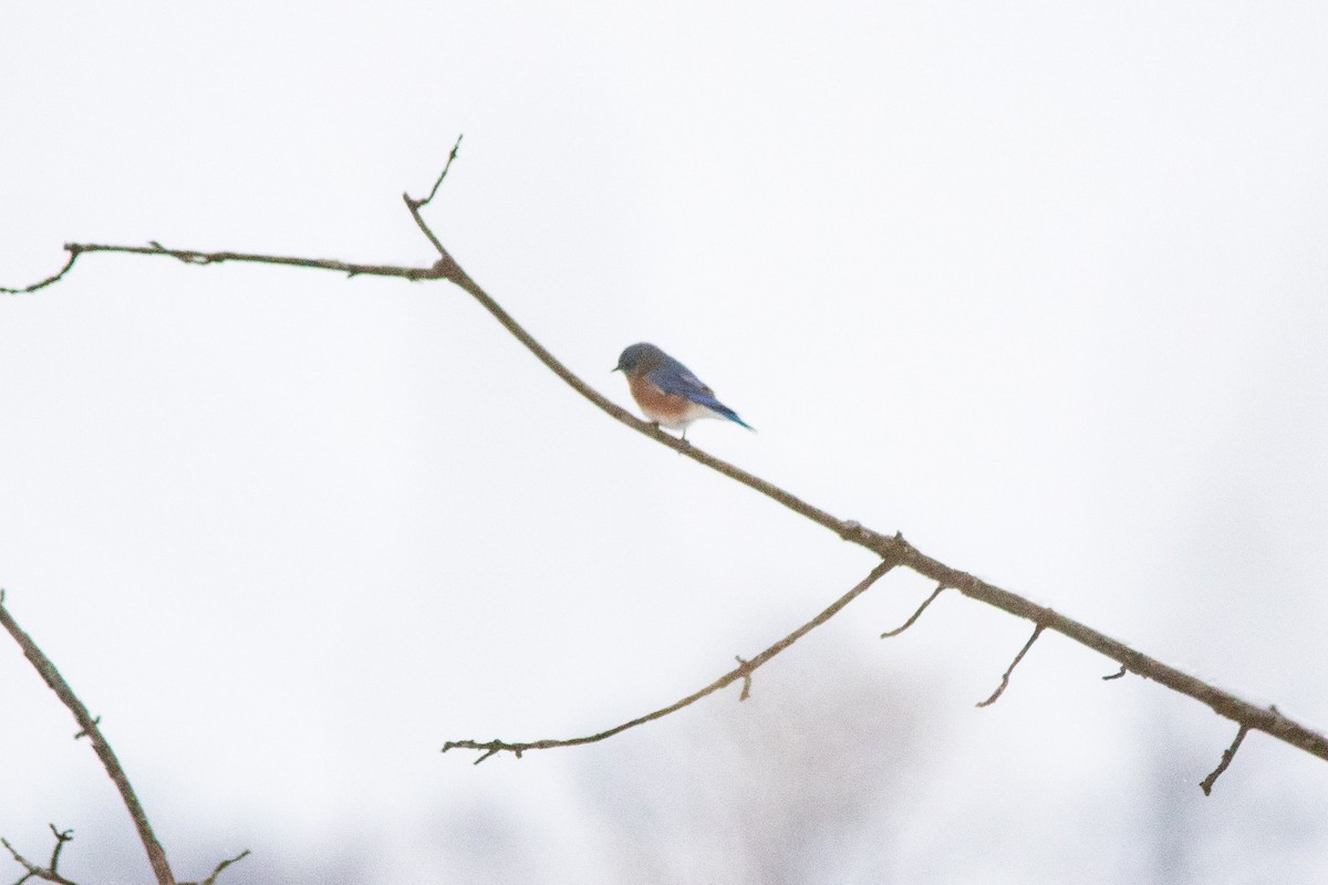 Eastern Bluebird - ML299445131