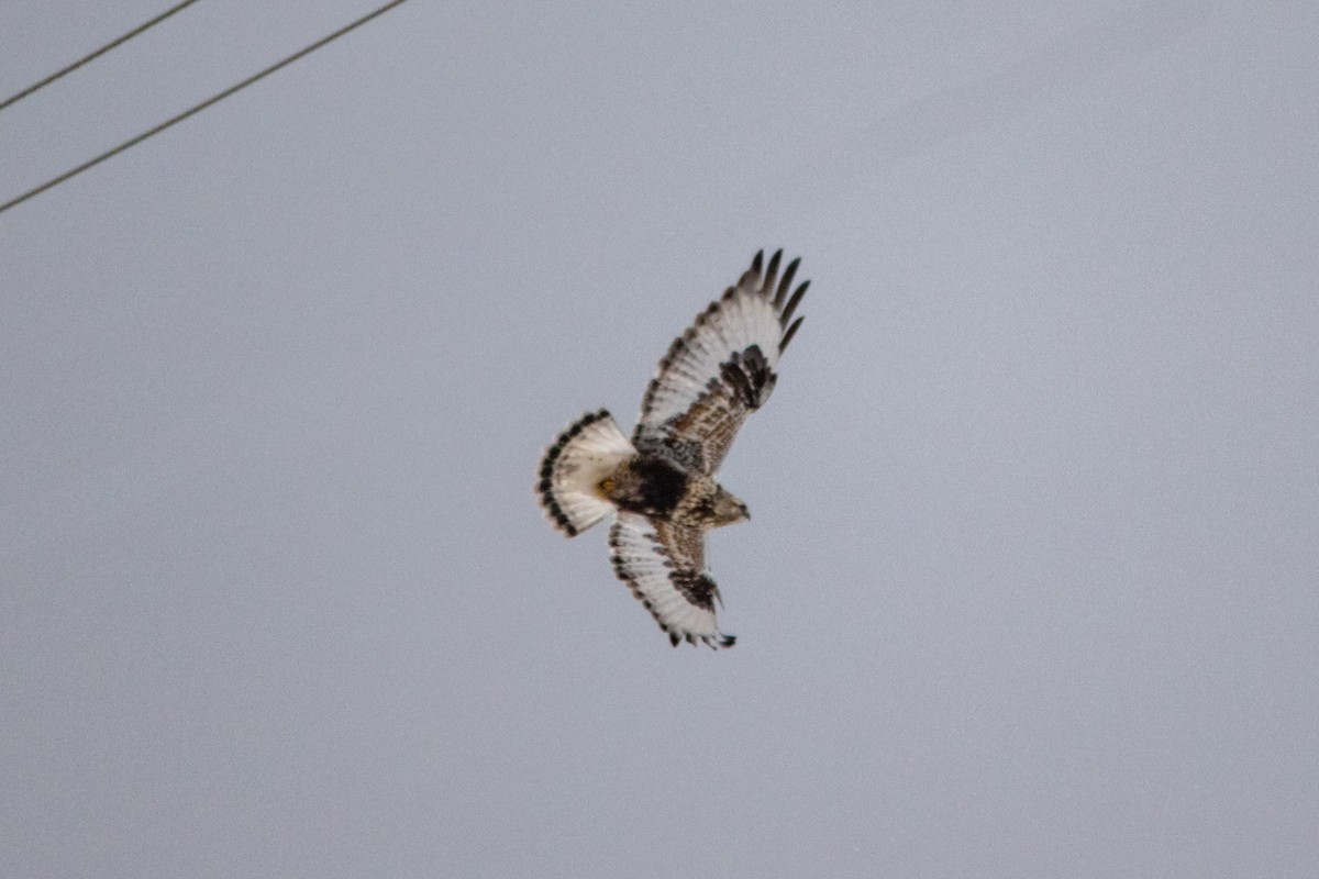 Rough-legged Hawk - Craig Kingma