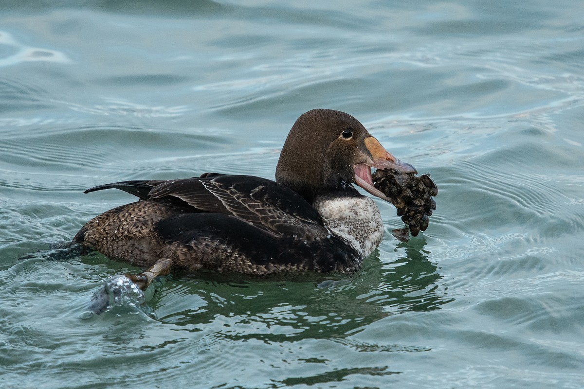 King Eider - ML299445821