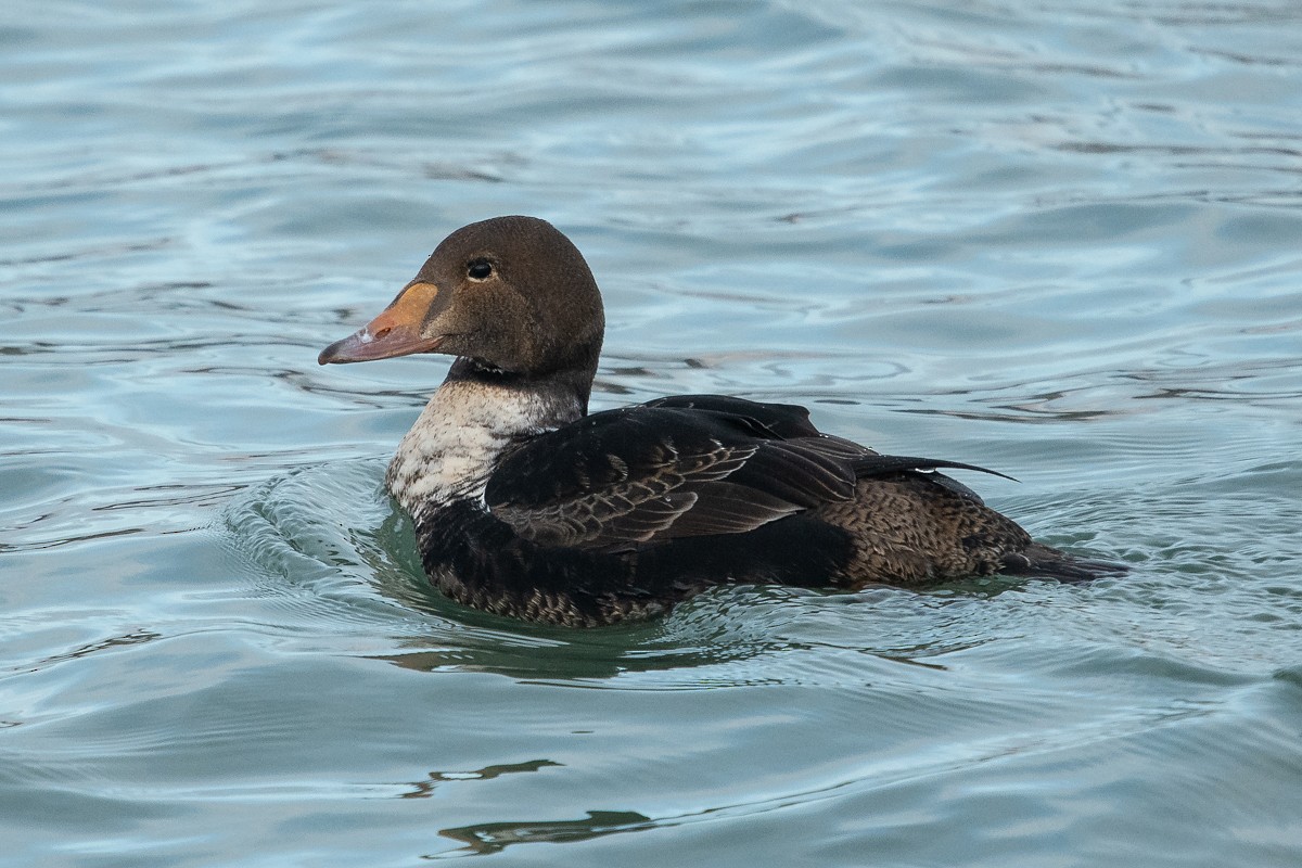 King Eider - ML299445901