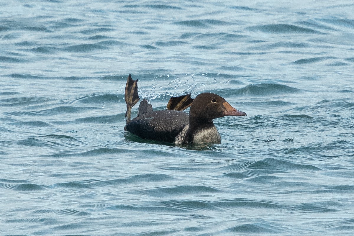 King Eider - ML299446131