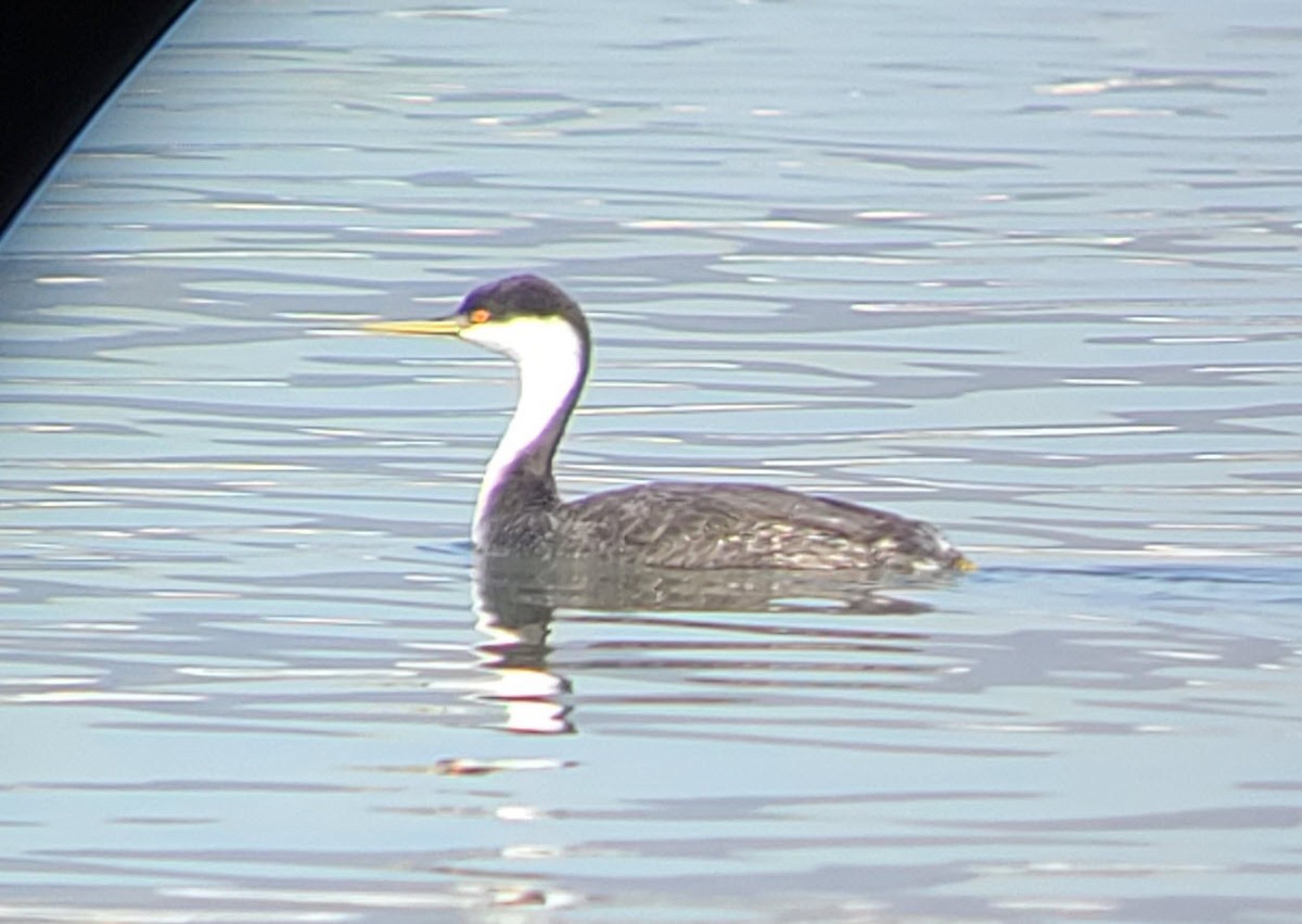 Western Grebe - ML299447071