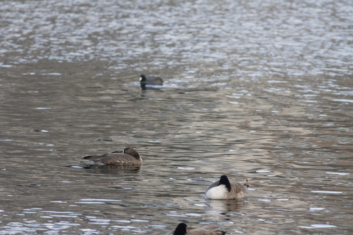 Greater White-fronted Goose - ML299448761