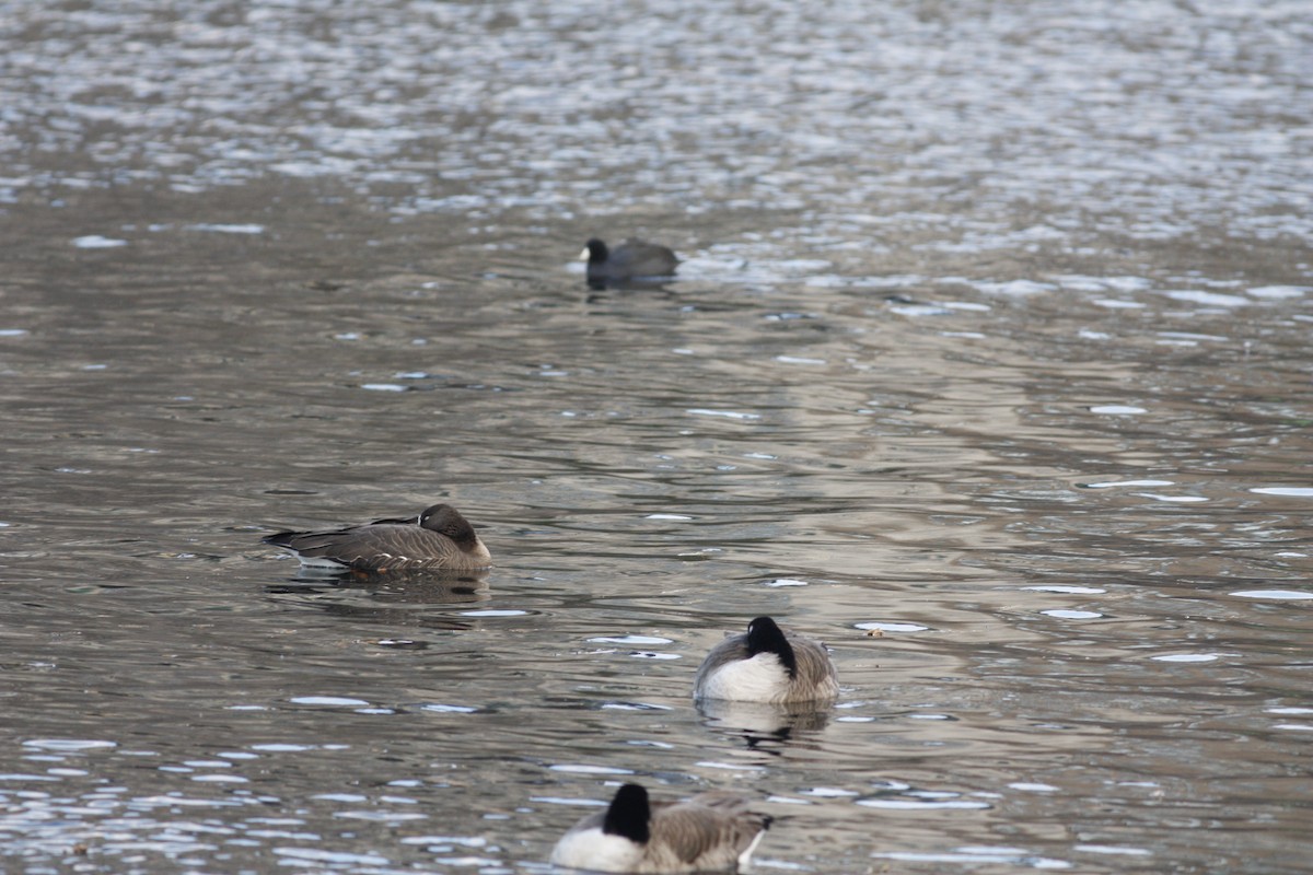 Greater White-fronted Goose - ML299448791