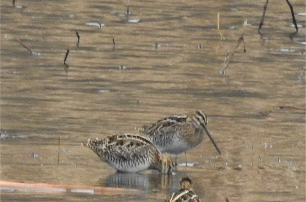 Wilson's Snipe - ML299450301