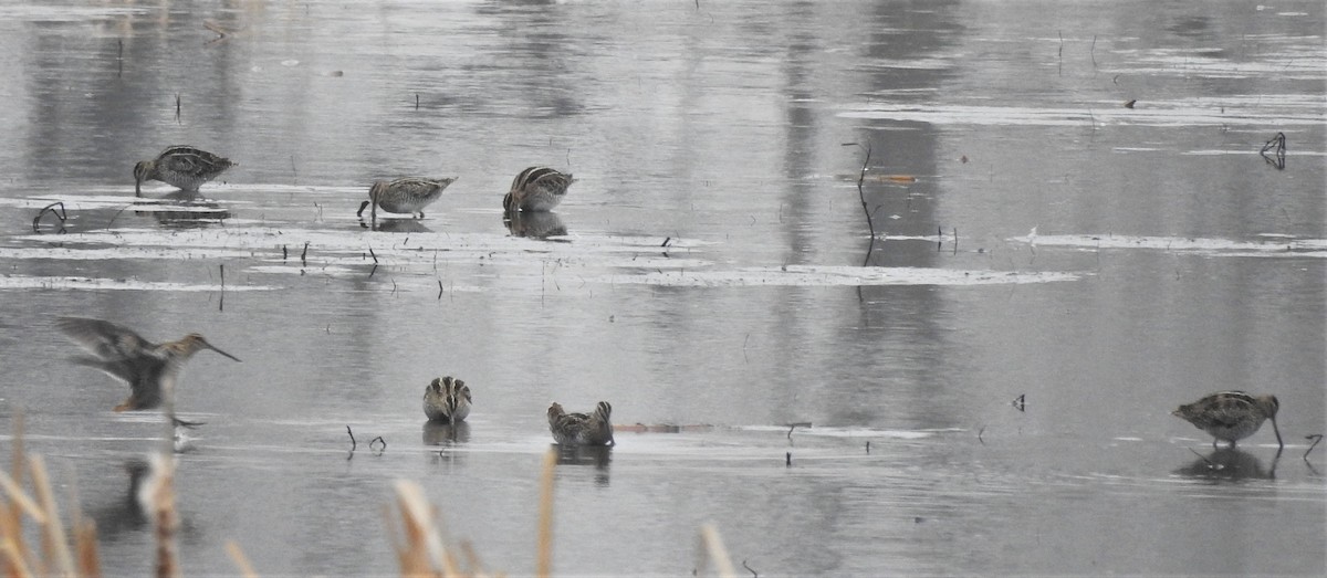 Wilson's Snipe - ML299450311