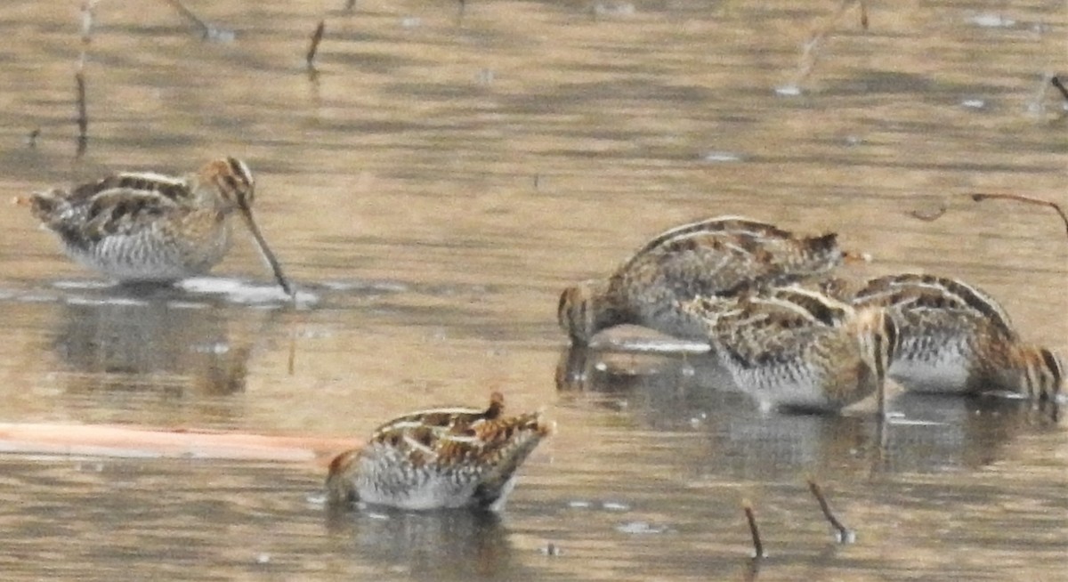 Wilson's Snipe - ML299450321