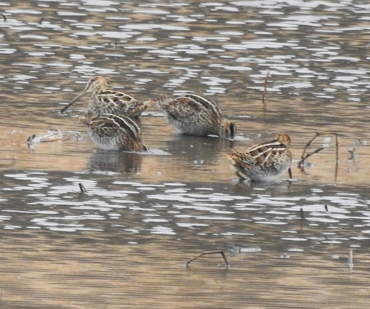 Wilson's Snipe - ML299450331