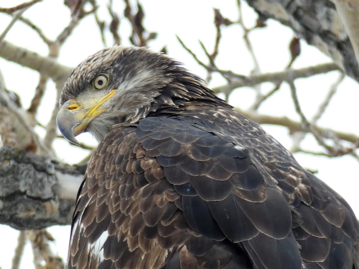 Bald Eagle - Robert Leonhardt