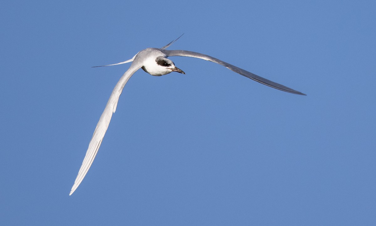 Forster's Tern - ML299451211