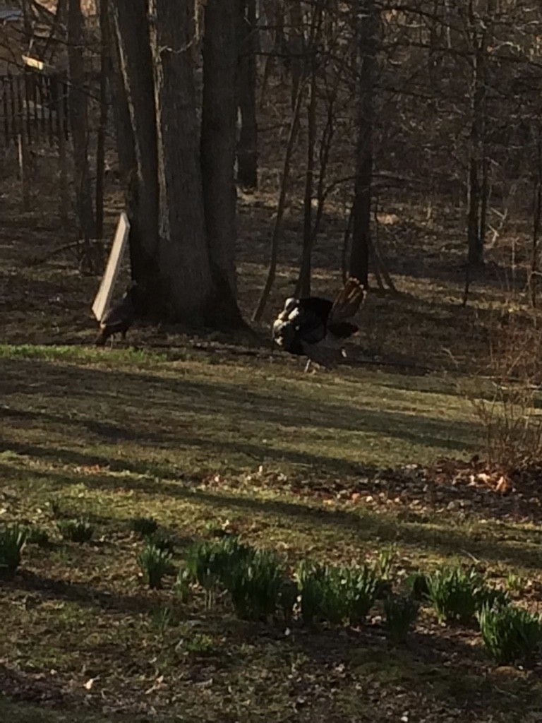 Wild Turkey - ML299451351