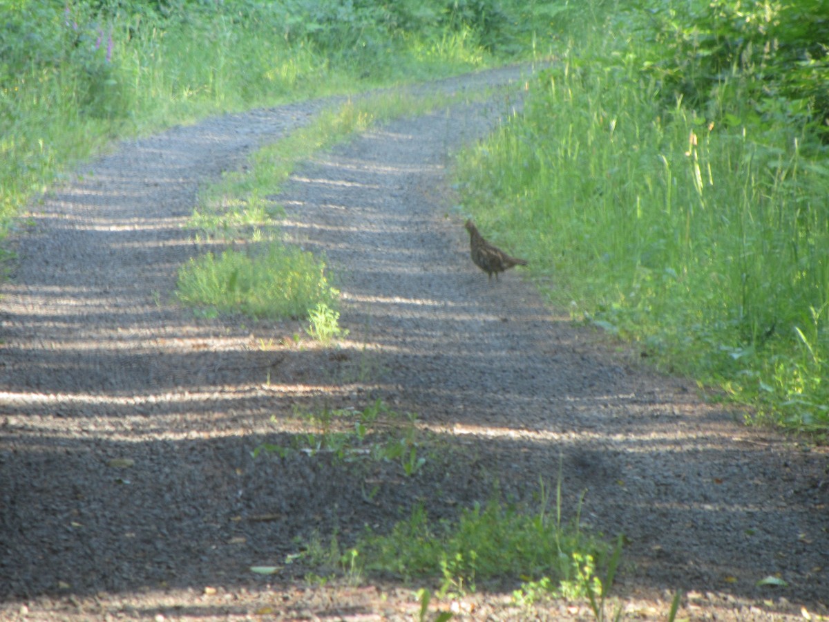 Ruffed Grouse - ML29945251